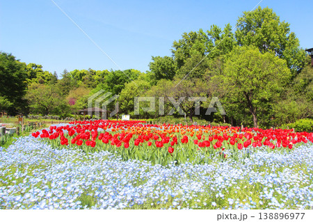 芦花公園のネモフィラ 芦花公園のネモフィラ 138896977
