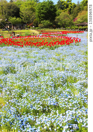 芦花公園のネモフィラ 138896978