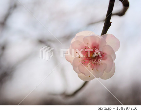 晴れた3月に美しく咲いた淡いピンク色の梅の花「八重旭（ヤエアサヒ）」 138897210