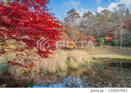 豊田市のタカドヤ湿地の風景(愛知県) 豊田市のタカドヤ湿地の風景(愛知県) 138897661