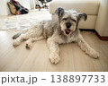 Cute fluffy dog resting on floor at home in cozy living room interior 138897733