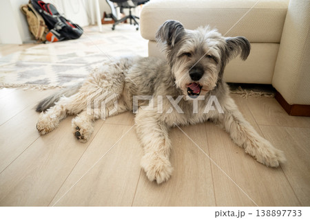 Cute fluffy dog resting on floor at home in cozy living room interior 138897733