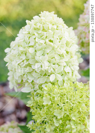 Fresh Pale Green Hydrangea Pixio Flower In Garden 138897747