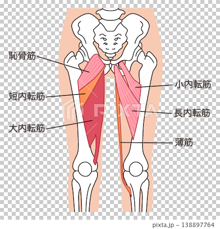 Adductor muscles (thigh muscles) 138897764