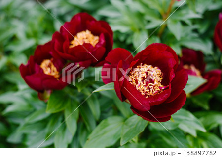 Dark Maroon Peony Chocolate Soldier In Summer Garden Dark Maroon Peony Chocolate Soldier In Summer Garden 138897782