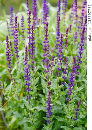 Close up of Blue Salvia Blauhugel Flowers in Sunlight Close up of Blue Salvia Blauhugel Flowers in Sunlight 138897783