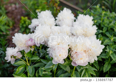 Beautiful Bush of Blooming Peony Angel Cheeks in Garden Beautiful Bush of Blooming Peony Angel Cheeks in Garden 138897787