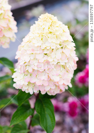 Hydrangea Paniculata Pantheon Bloom In Summer Garden Hydrangea Paniculata Pantheon Bloom In Summer Garden 138897797