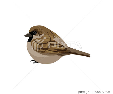 Brown Sparrow Brown Sparrow 138897896