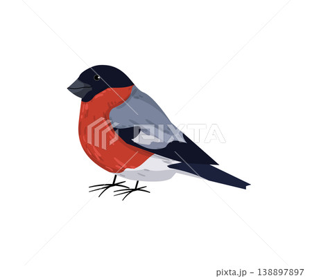 Red and Black Bullfinch Red and Black Bullfinch 138897897