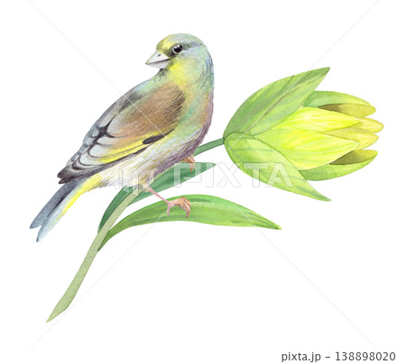 Bird sitting on the lily branch. Handmade watercolor illustration. For packaging design, cards, cover, prints, product labels and fabric. Bird sitting on the lily branch. Handmade watercolor illustration. For packaging design, cards, cover, prints, product labels and fabric. 138898020