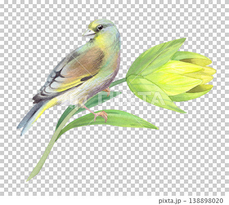 Bird sitting on the lily branch. Handmade watercolor illustration. For packaging design, cards, cover, prints, product labels and fabric. Bird sitting on the lily branch. Handmade watercolor illustration. For packaging design, cards, cover, prints, product labels and fabric. 138898020