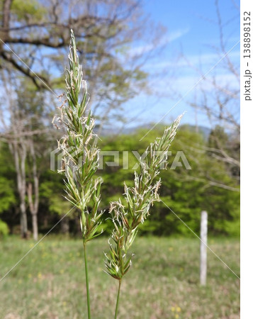 イネ科の多年草「ハルガヤ」の花 イネ科の多年草「ハルガヤ」の花 138898152