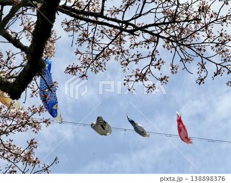 桜の木に泳ぐ鯉のぼり 138898376