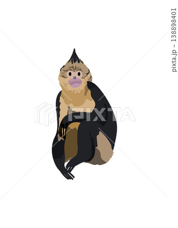 Colorful Monkey Sitting Colorful Monkey Sitting 138898401