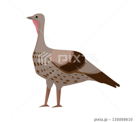 Cartoon vector illustration of a guinea fowl standing. Flat style farm bird isolated on white background for agriculture and poultry design. 138898610