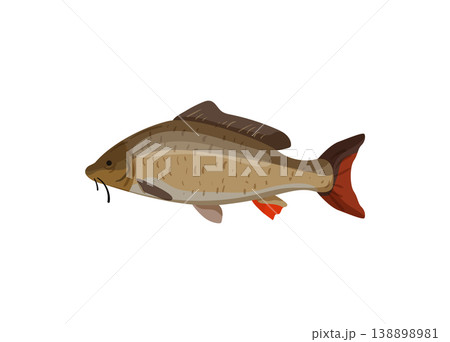 Carp Fish 138898981