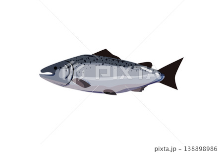 Silver Fish Silver Fish 138898986
