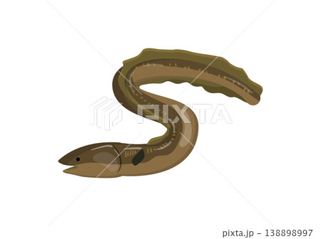 Eel 138898997