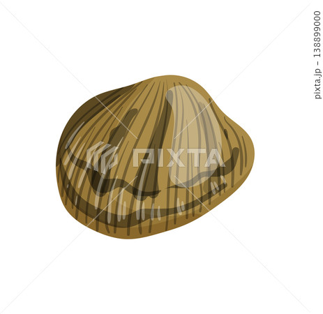 Striped Clam Striped Clam 138899000
