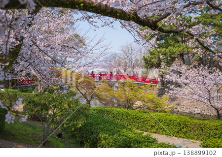 春の岡崎城、満開の桜〈愛知県岡崎市〉 春の岡崎城、満開の桜〈愛知県岡崎市〉 138899102