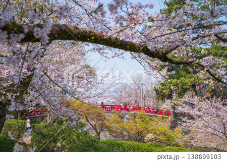 春の岡崎城、満開の桜〈愛知県岡崎市〉 春の岡崎城、満開の桜〈愛知県岡崎市〉 138899103