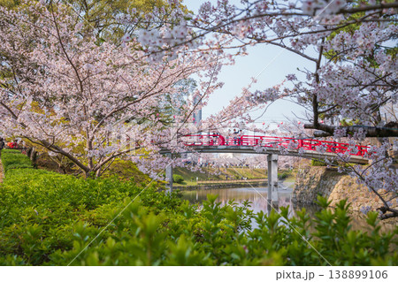 春の岡崎城、満開の桜〈愛知県岡崎市〉 春の岡崎城、満開の桜〈愛知県岡崎市〉 138899106
