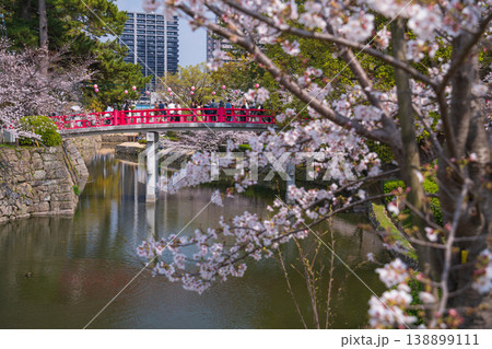 春の岡崎城、満開の桜〈愛知県岡崎市〉 138899111