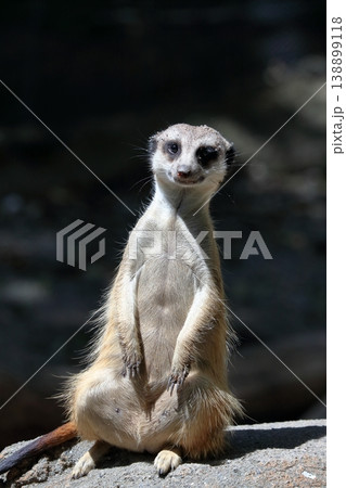 カメラ目線のミーアキャット 138899118