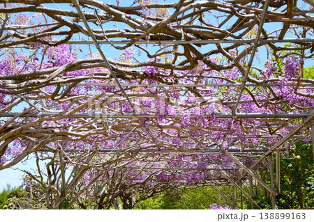 Wisteria flowers blooming on the wisteria shelf 138899163