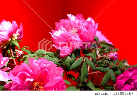 Bright peony flowers 138899167