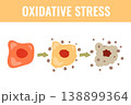 Oxidative Stress Vector Illustration 138899364