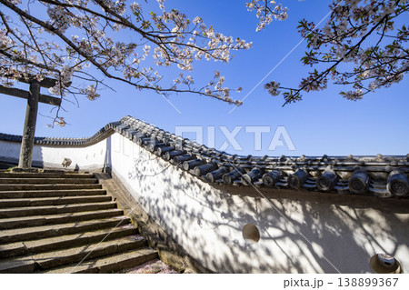 大分県臼杵市にある臼杵城の白壁と満開の桜 大分県臼杵市にある臼杵城の白壁と満開の桜 138899367