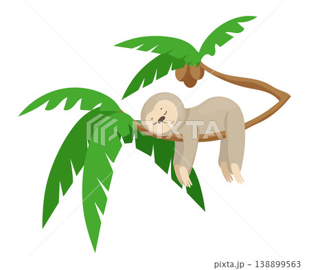 Sloth on Tree Branch Sloth on Tree Branch 138899563