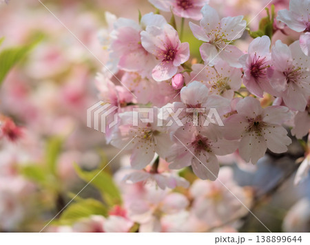 3月に咲いた可愛らしいピンク色の桜の花「大漁桜(タイリョウザクラ)」 3月に咲いた可愛らしいピンク色の桜の花「大漁桜(タイリョウザクラ)」 138899644