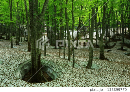 深い森の中 138899770