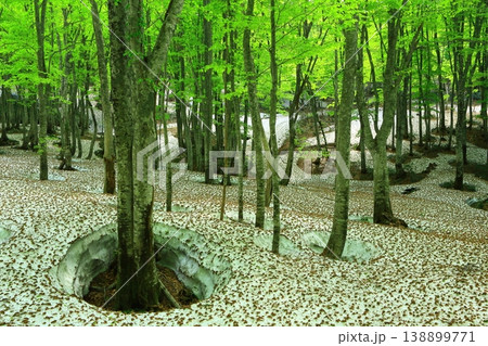 深い森の中 138899771