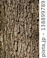 樹皮　ハンノキ 138899789