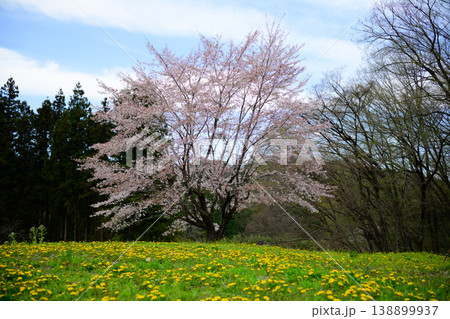 春の野原に咲く桜とタンポポの風景 青空と一本桜のある里山 138899937