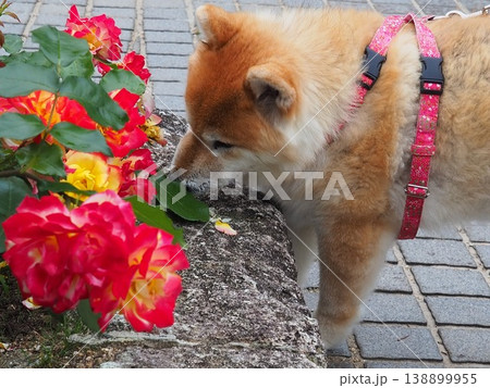 柴犬の老犬と薔薇 柴犬の老犬と薔薇 138899955
