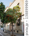 Orange tree with ripe fruits in urban street courtyard in Barcelona Spain 138899969
