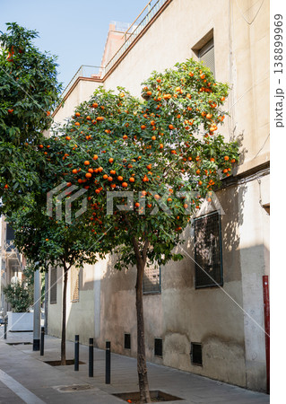 Orange tree with ripe fruits in urban street courtyard in Barcelona Spain 138899969