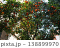 Orange tree with ripe fruits in urban street courtyard in Barcelona Spain 138899970