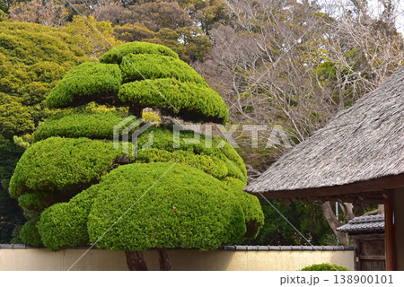大分県　別府温泉　海地獄の日本庭園　 138900101