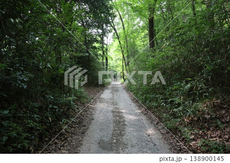 緑に囲まれた小道 138900145