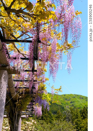 Wisteria flower in Inabe City Agricultural Park 138900246