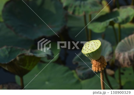 Indian lotus seed pod water lily flower blooming in lake on garden Indian lotus seed pod water lily flower blooming in lake on garden 138900329