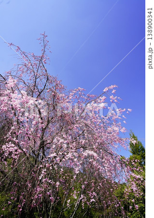 奈良 川上村 春の青空に映える満開の桜 138900341