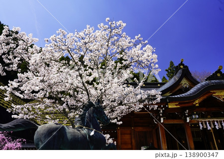 奈良 川上村 春の青空に映える満開の桜 奈良 川上村 春の青空に映える満開の桜 138900347
