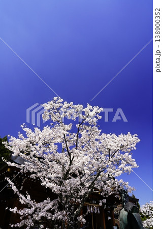奈良 川上村 春の青空に映える満開の桜 138900352